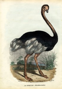 African Ostrich by Raimundo Petraroja